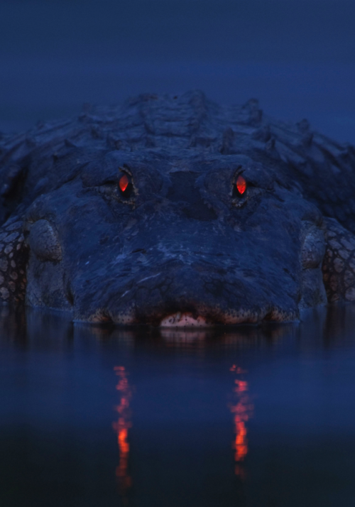 nubbsgalore:the red eyeshine of the alligator occurs when light...