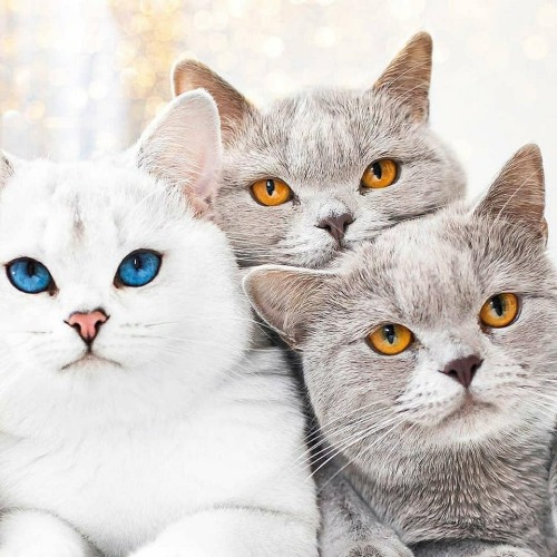 aww-so-pretty