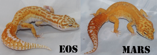 Lunation Geckos 2017 Breeding Plans - 