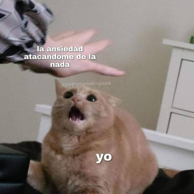 memes de gatos on Tumblr