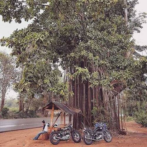 #triumph #Chopper...