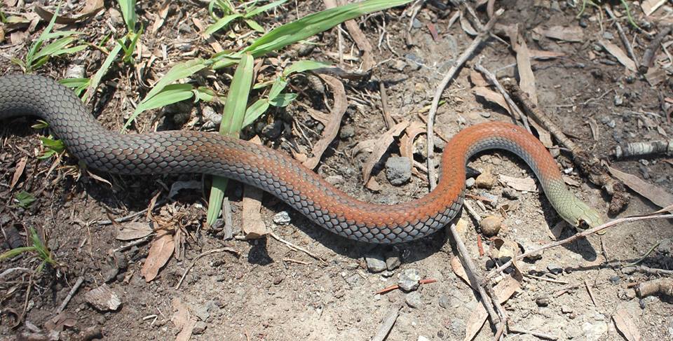 SnakeOut! Brisbane Snake Catchers — Yellow faced whip snake (Demansia ...