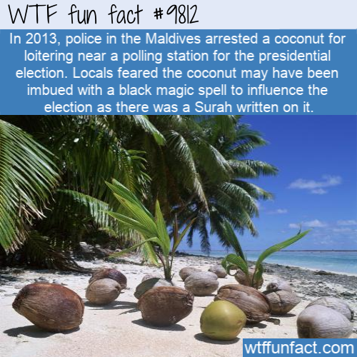 Funny Random Fact: In 2013, police in the Maldives arrested a coconut for loitering near a polling station for the presidential election.