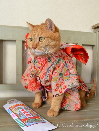 violetprince:Apelila, a gorgeous orange tabby from Tokyo, Japan,...