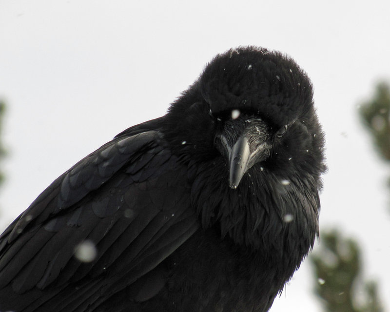 celtic-forest-faerie: {Winter Raven Portrait} by... | Morgan Silvercrow