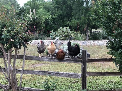 in-here-out-there:Cookiehoarder via /r/BackyardChickens