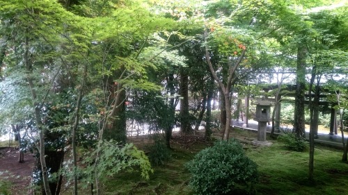 tacoriichi