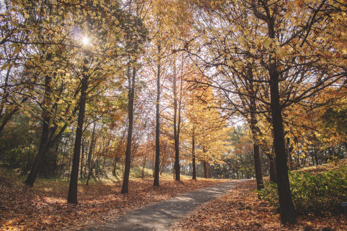 vsco vsco