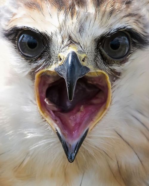 Top Shot: The (Avian) Scream Top Shot features the photo with the most votes from the previous day’s Daily Dozen, 12 photos selected by the Your Shot editors. The photo our community has voted as their favorite is showcased on the @natgeoyourshot...