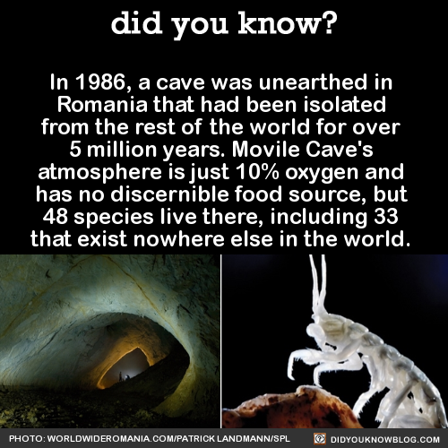 did-you-kno:In 1986, a cave was unearthed in Romania that had...