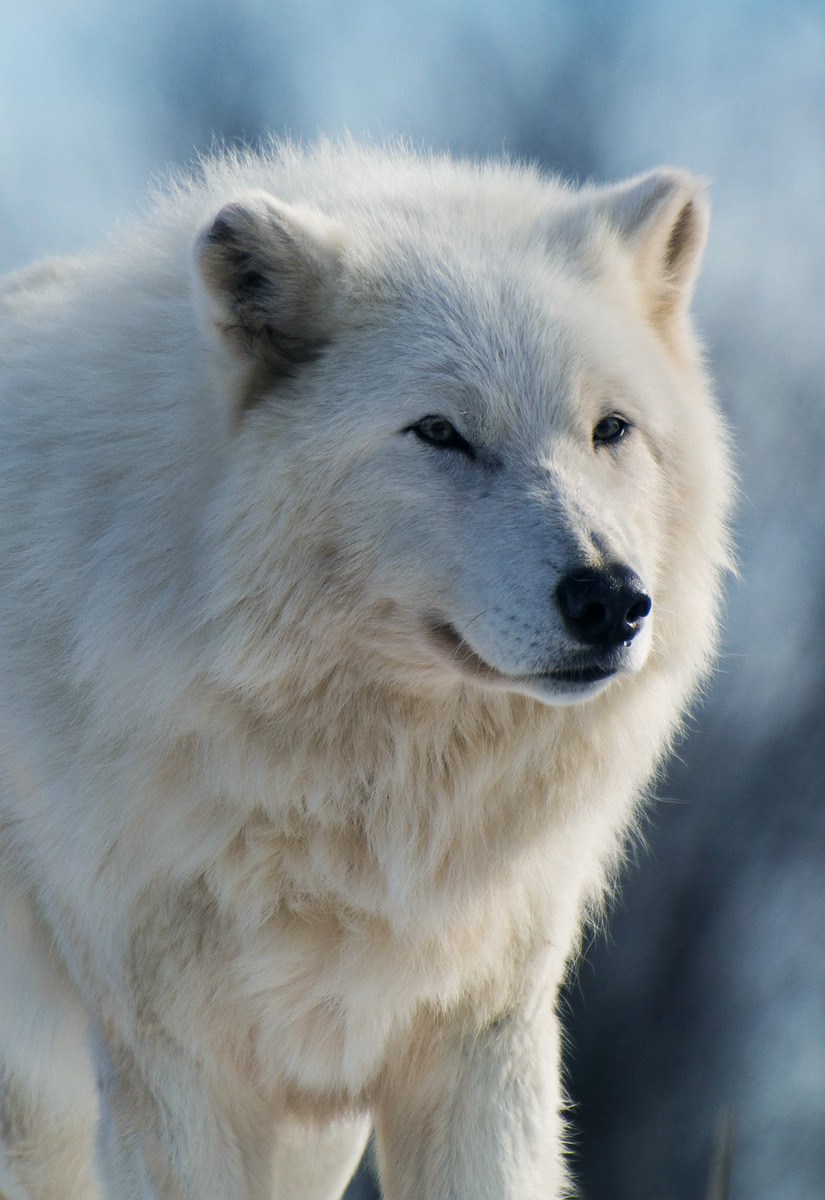 arctic wolf predators