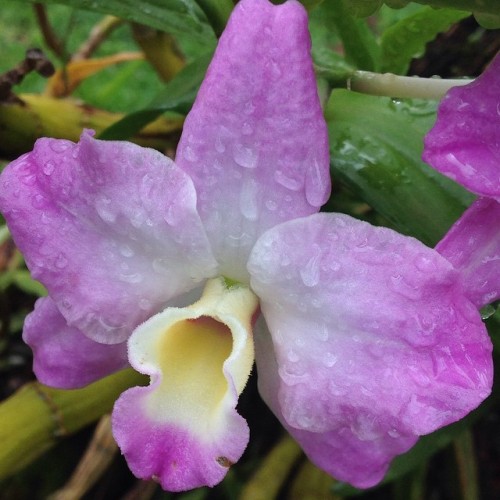 #flower #pink #colors #yellow #green #garden #rancho #rifainasp...