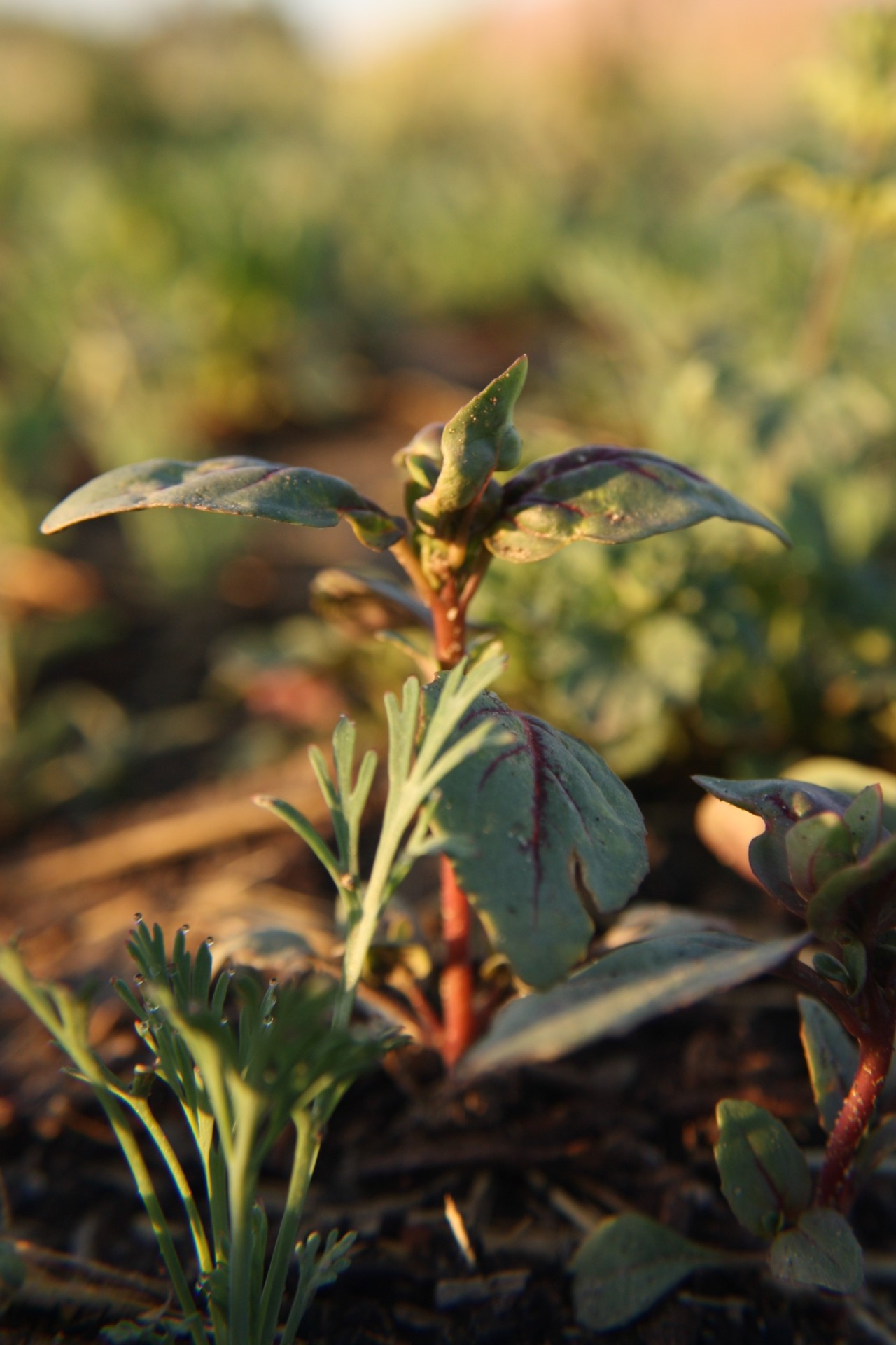 Closeup photo of a single sprout with deep green leaves veined in red