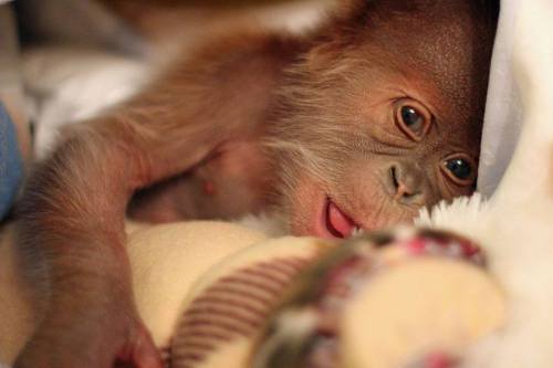 Baby Orangutan Thriving Under Keepers’ CareA baby...