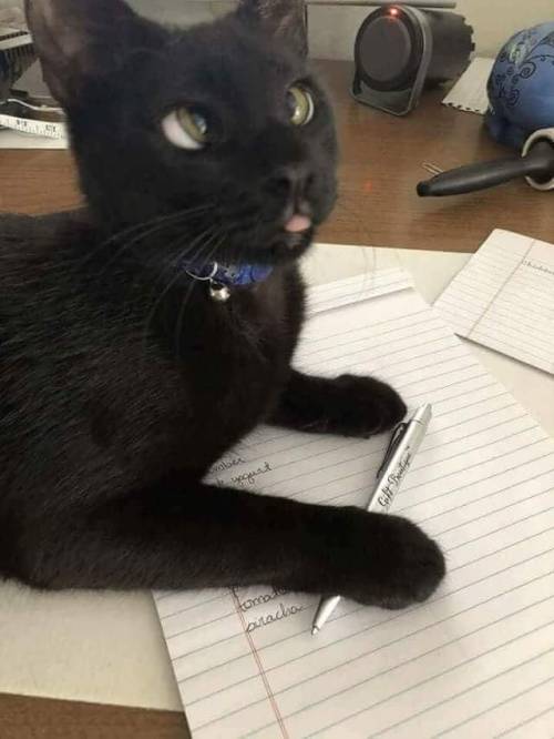 thedarkperidot:Kitt did a blep