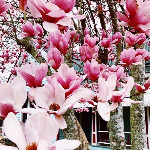 Pink in Palestine! Every year before the dogwoods bloom, pink...