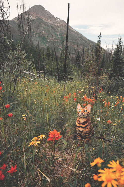 Mountain Flowers Tumblr