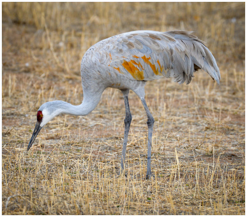 fatchance:Sandhill cranes (Antigone canadensis), at Bosque del...