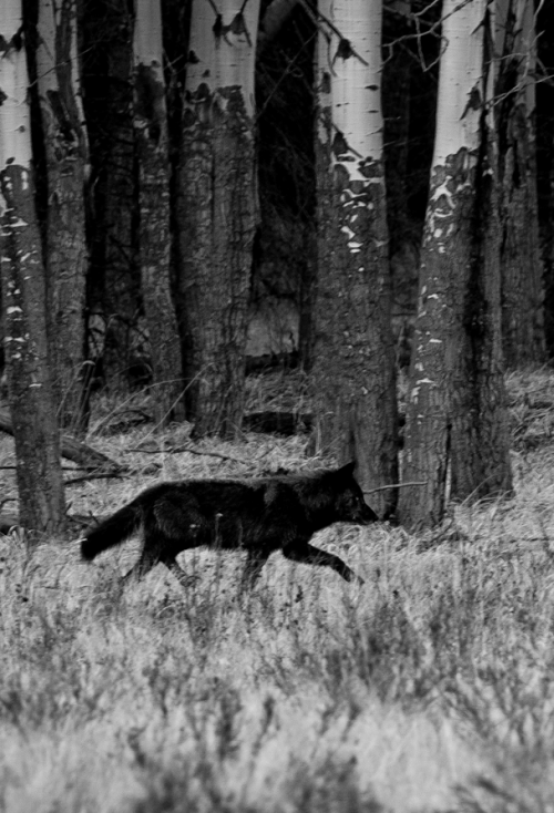 black wolf on Tumblr