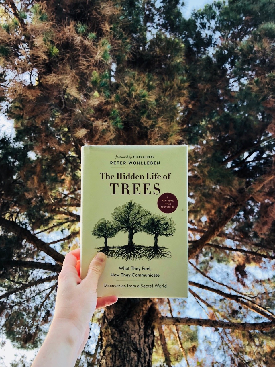 the hidden life of trees book