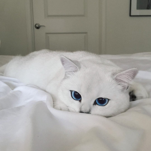 boredpanda:This Cat Has The Most Beautiful Eyes Ever