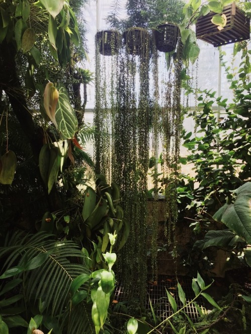 plantsarefriendssometimesfood:brooklyn botanic garden