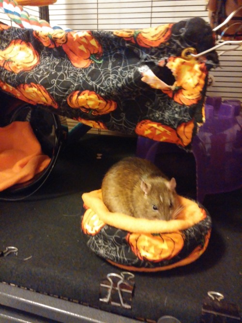 stinkyratties:stinkyratties:Halloween cage for the spooky...