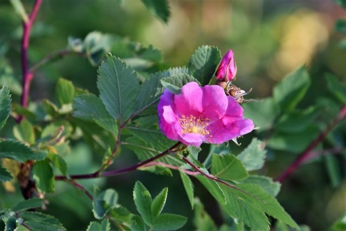 clumsum:A rose is a rose8-4-18  Wild rose