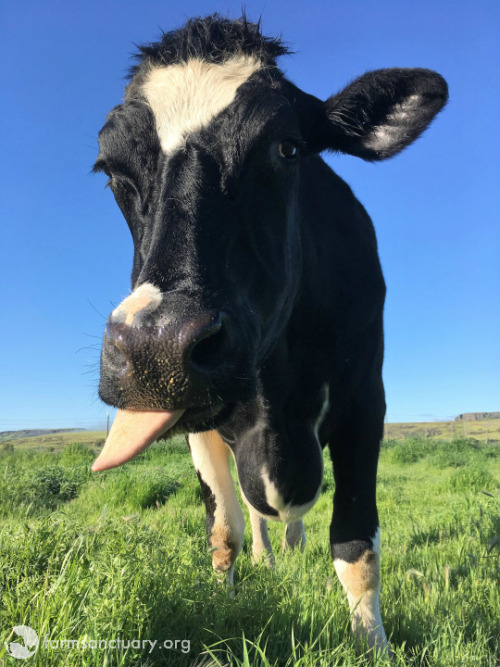 Animals Of Farm Sanctuary — Alto: Life Is A Song At Farm Sanctuary 