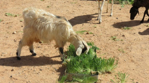 Goats eating grass because of the improvements in food production