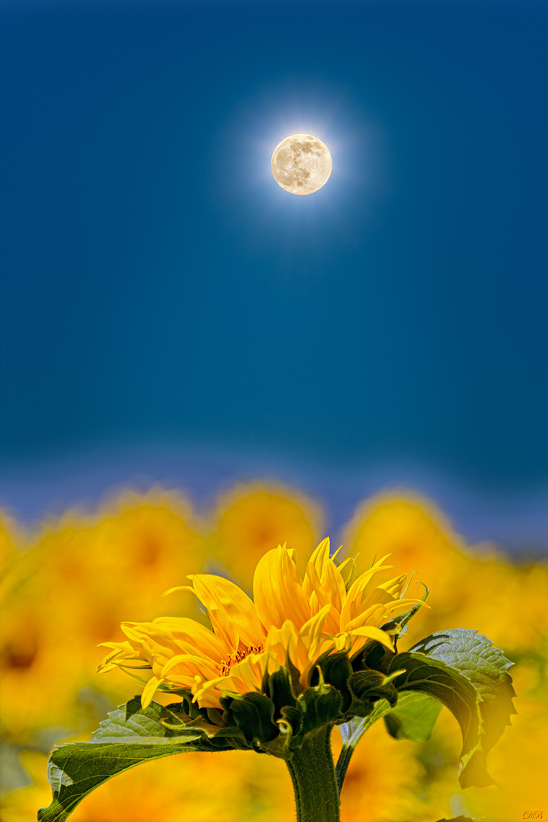 Sunflower Talking to the Moon Dr Didi Baev - EARTH AS AN ART