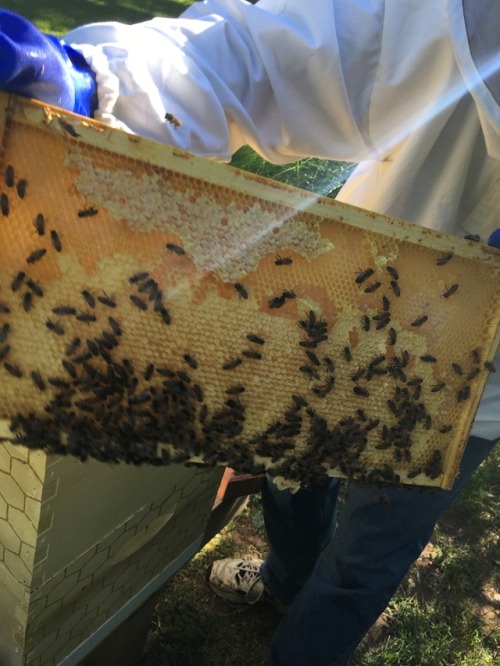 I did a full inspection of my hive with my beekeeper friend and...