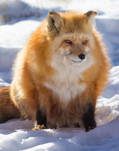 drawing fox how Tumblr fox   chubby