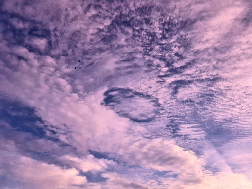 original photographers on tumblr magpie flying sunset cloudscape clouds sky skyscape