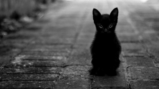 Kitty wants you.
