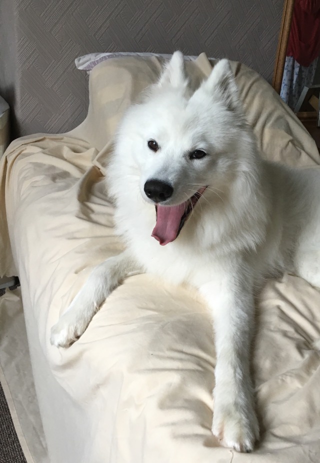 cloudthesamoyed: SHE IS HERE