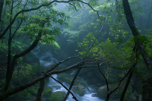 90377:Peaking through, Yakushima Island by caseyyee on Flickr.