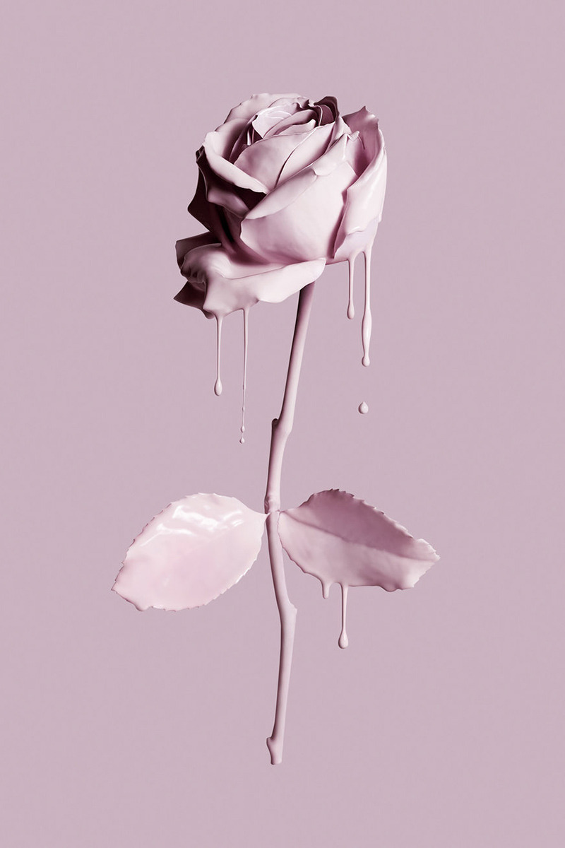 Josh Caudwell Photography Rose wallpaper, Pink wallpaper