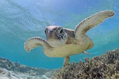 aesthetics aesthetic marine life sea seascape sea life sea legs sea lover ocean Oceanside atlantic ocean animals fish fishblr betta fish fish tank blue turquoise teal mood moods mood boards mood board moodboards Moodboard moodygrams sea turtle octopus zodiac Aquarius