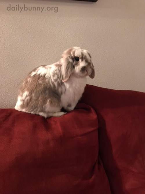 dailybunny:Bunny Sits on the Back of the Sofa for Maximum Room...