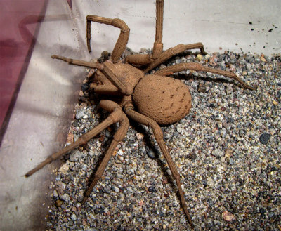 Animal Of The Week Trigger Warning For Arachnophobia This Weeks Animal Is The Six Eyed Sand Spider Animal Of The Week Trigger Warning For Arachnophobia This Weeks Animal Is The Six Eyed Sand Spider