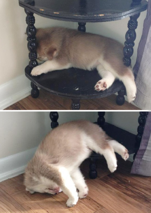 awesome-picz:Puppies That Can Sleep Anywhere And Anytime