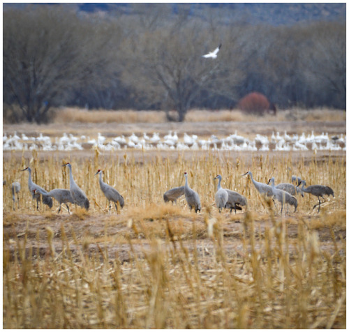 fatchance:Sandhill cranes (Antigone canadensis), at Bosque del...