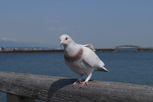 town-birds:カワラバト(ドバト)　Rock DoveTown Birds ～ 街の鳥 ArchiveTown...