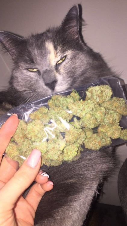 cats and weed on Tumblr