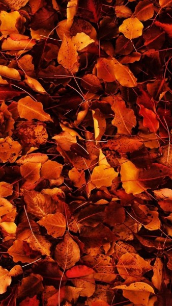 Fall Wallpaper Iphone Tumblr