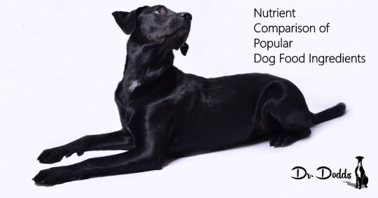 Nutrient Comparison of Popular Dog Food Ingredients