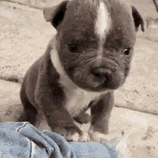 38 Top Photos French Bulldog Swimming Gif : Hi Friend Gifs Get The Best Gif On Giphy