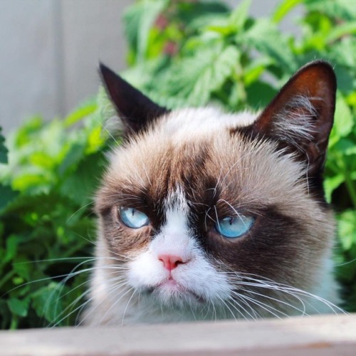 babydogdoo:Grumpy Cat