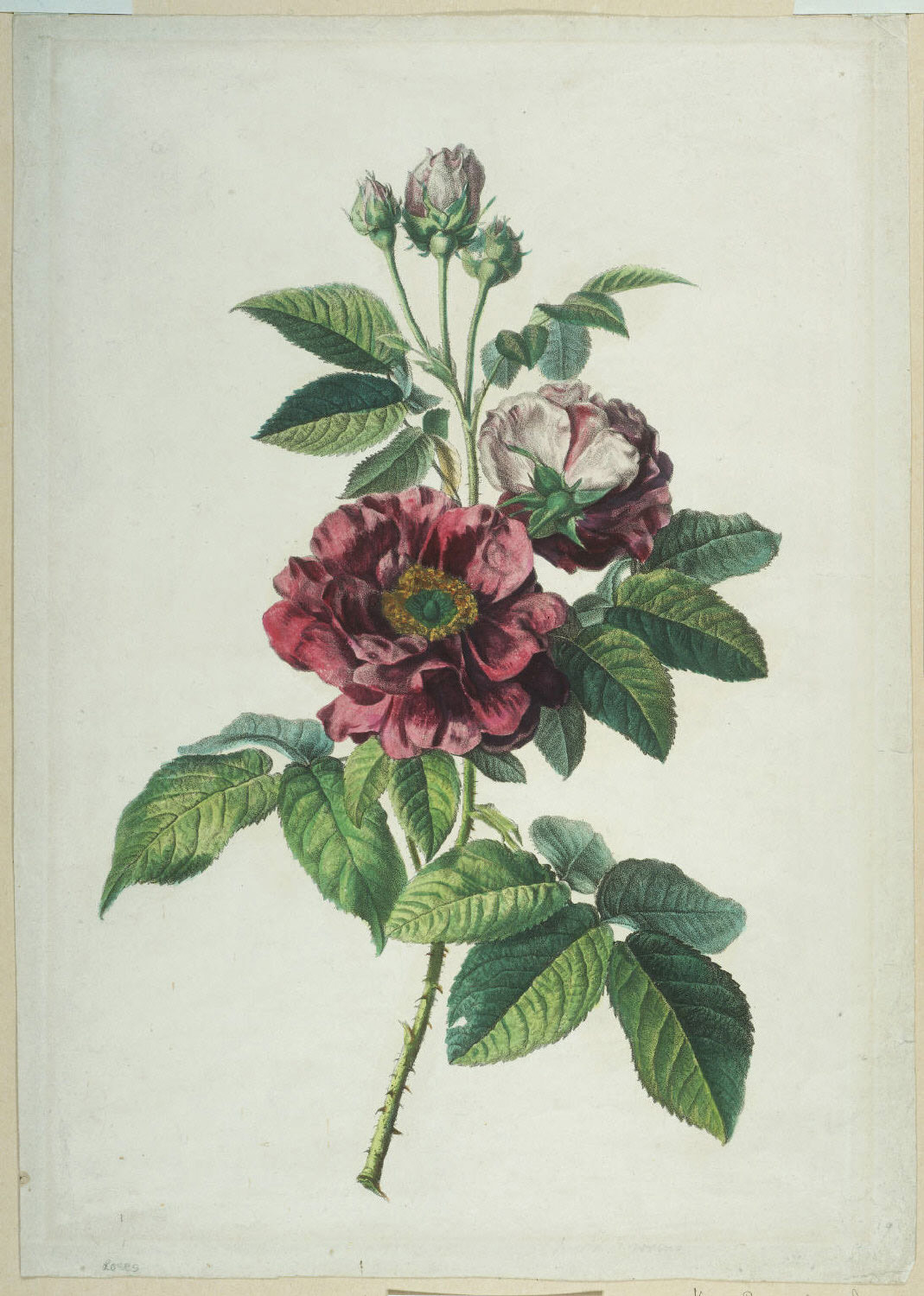 Heaveninawildflower - ‘Roses’ (circa 1800). Illustration from the book...